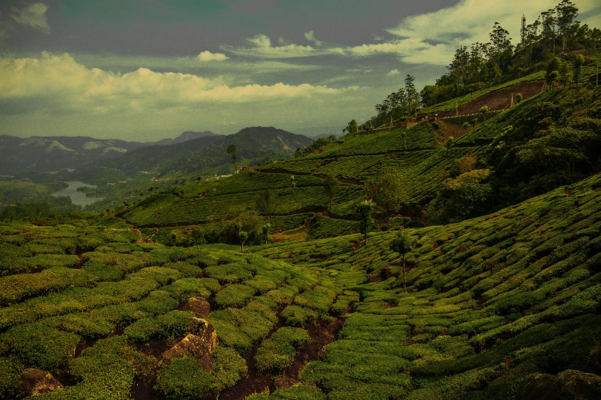 Tea bushes across green hills