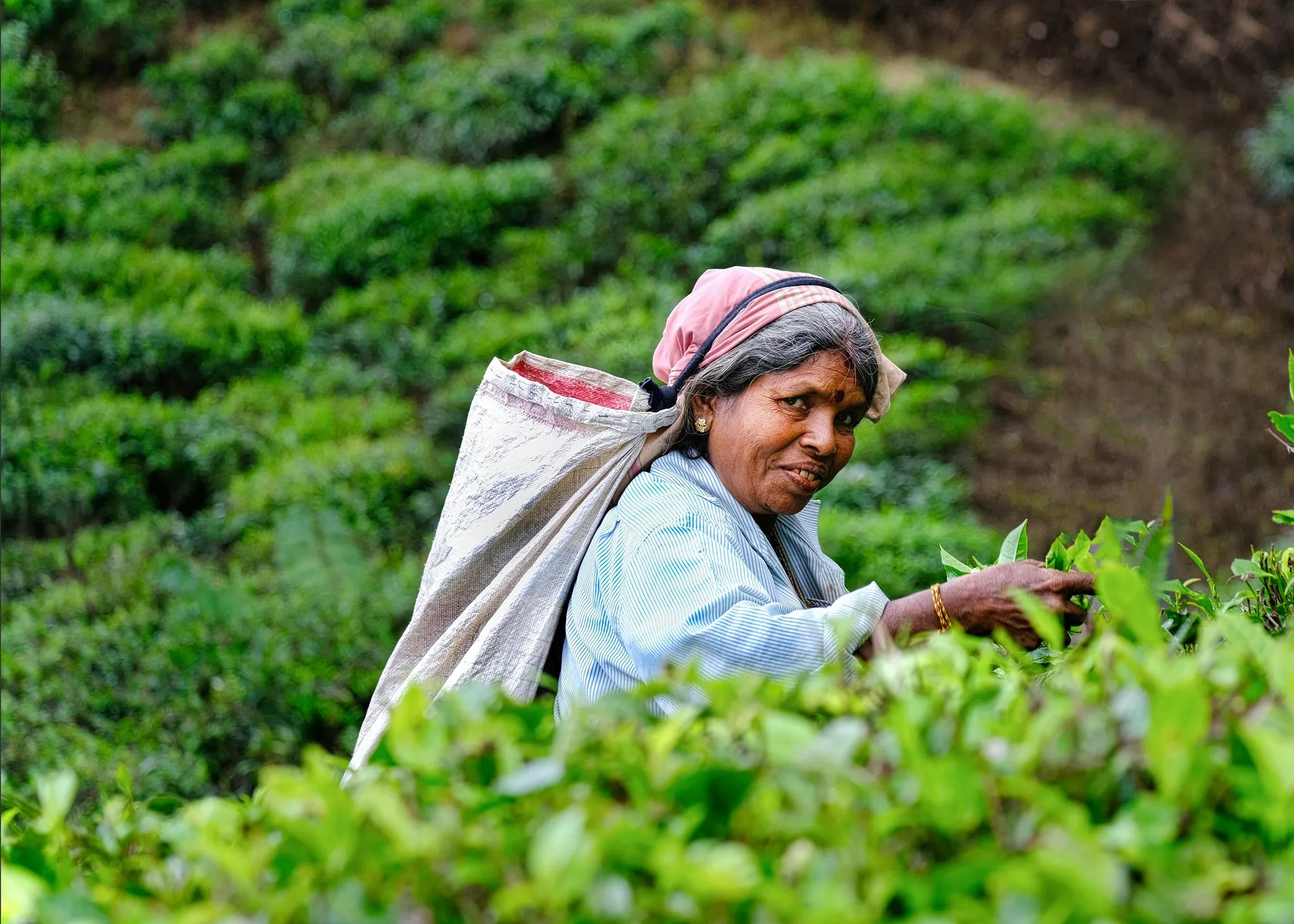 A tea picker with a sack on her back