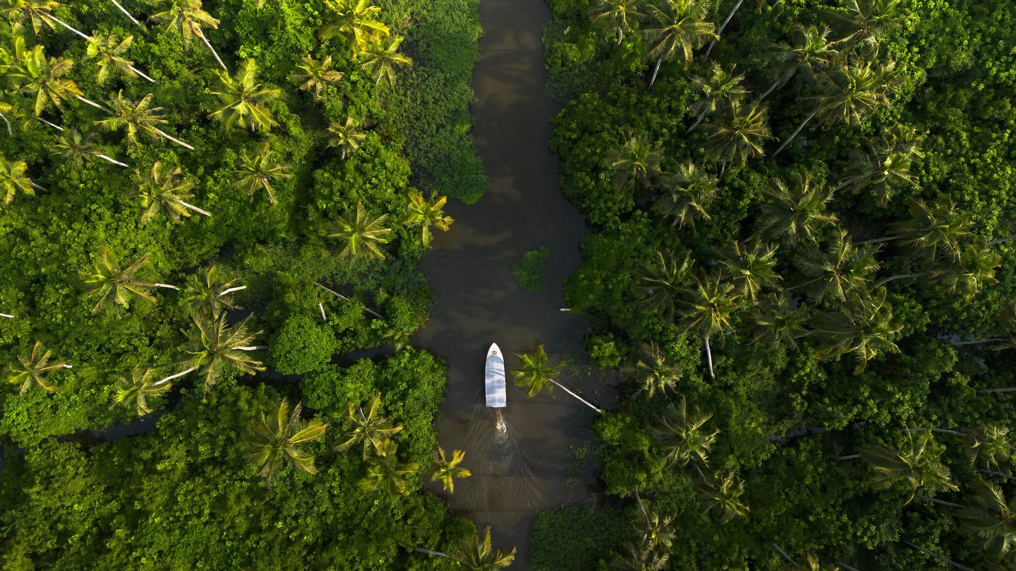 A boat on a narrow waterway through palm forest, from above