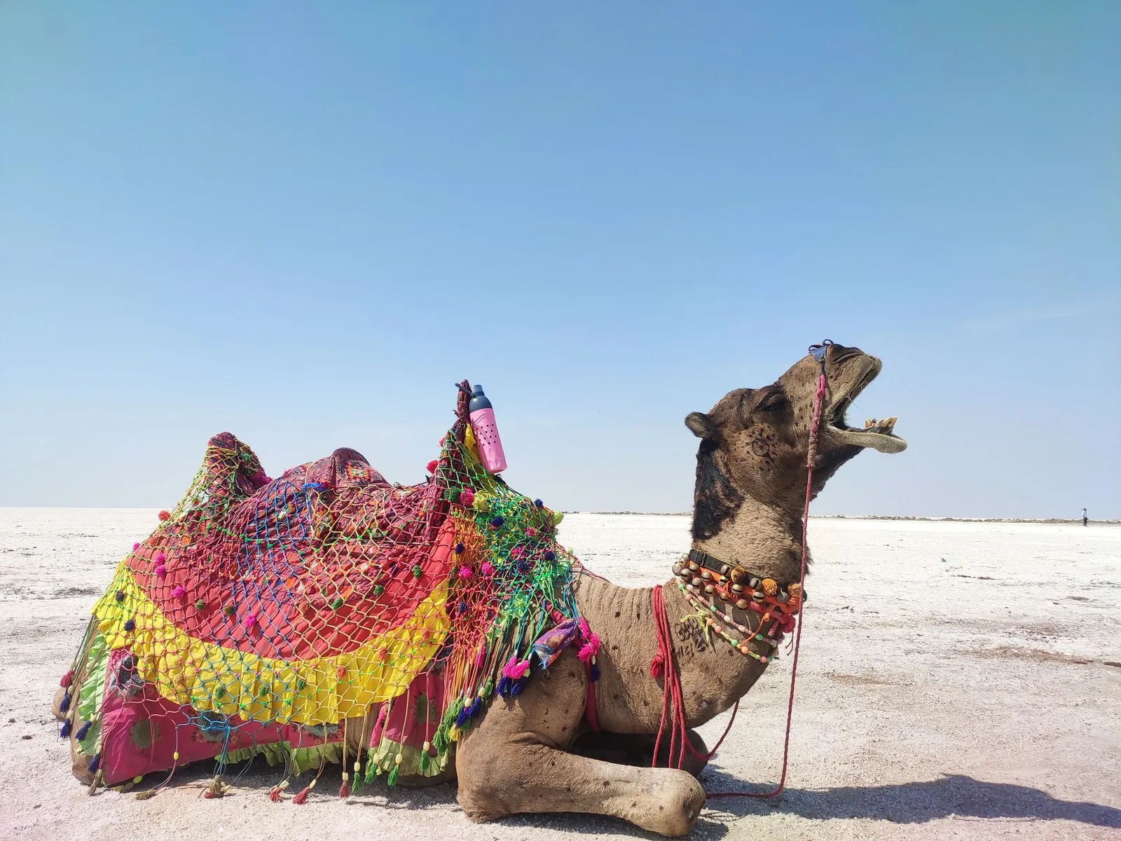 A camel in a bright woven saddle cloth resting on the salt flats of the Rann of Kutch