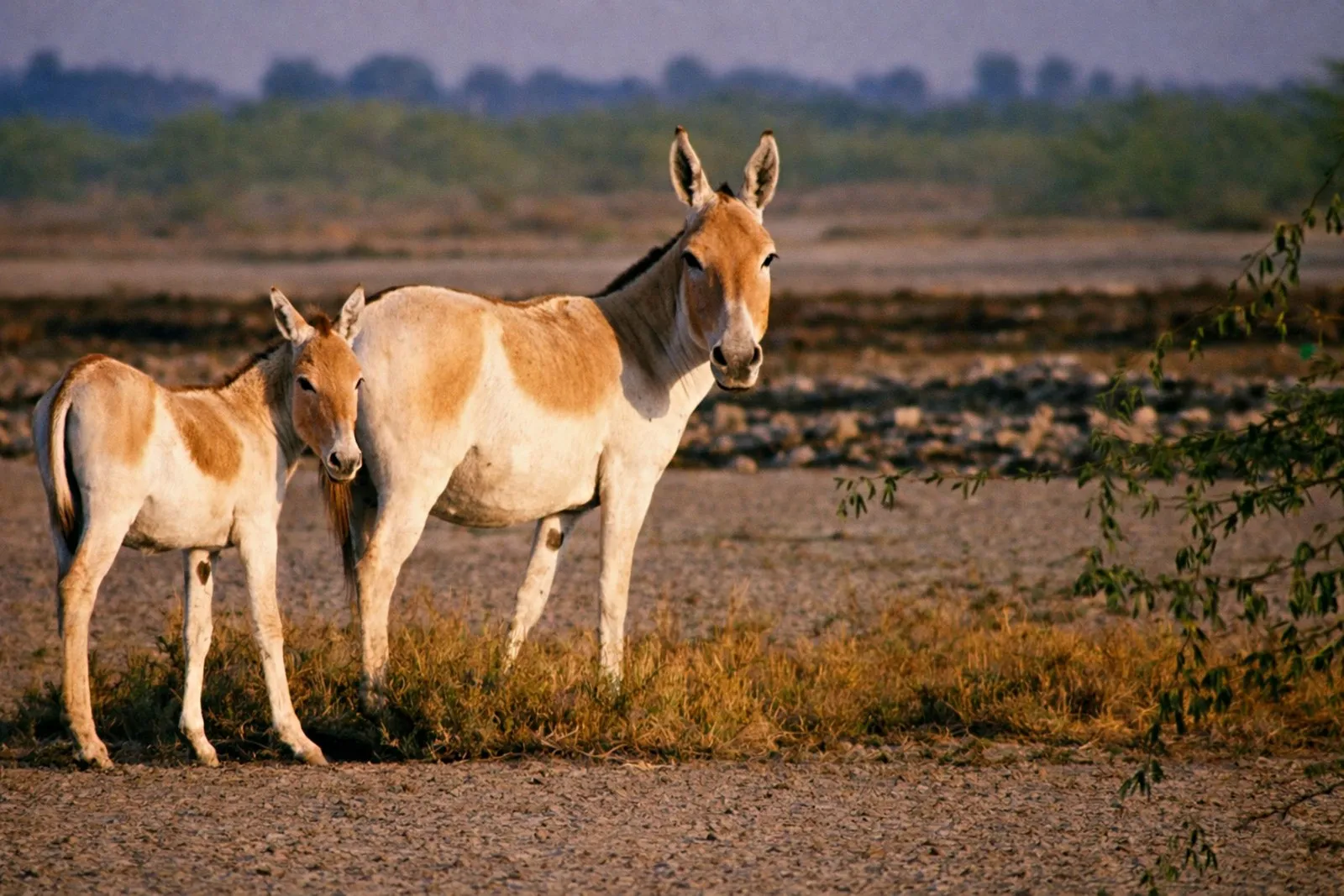 A wild ass and her foal on the edge of the Little Rann of Kutch