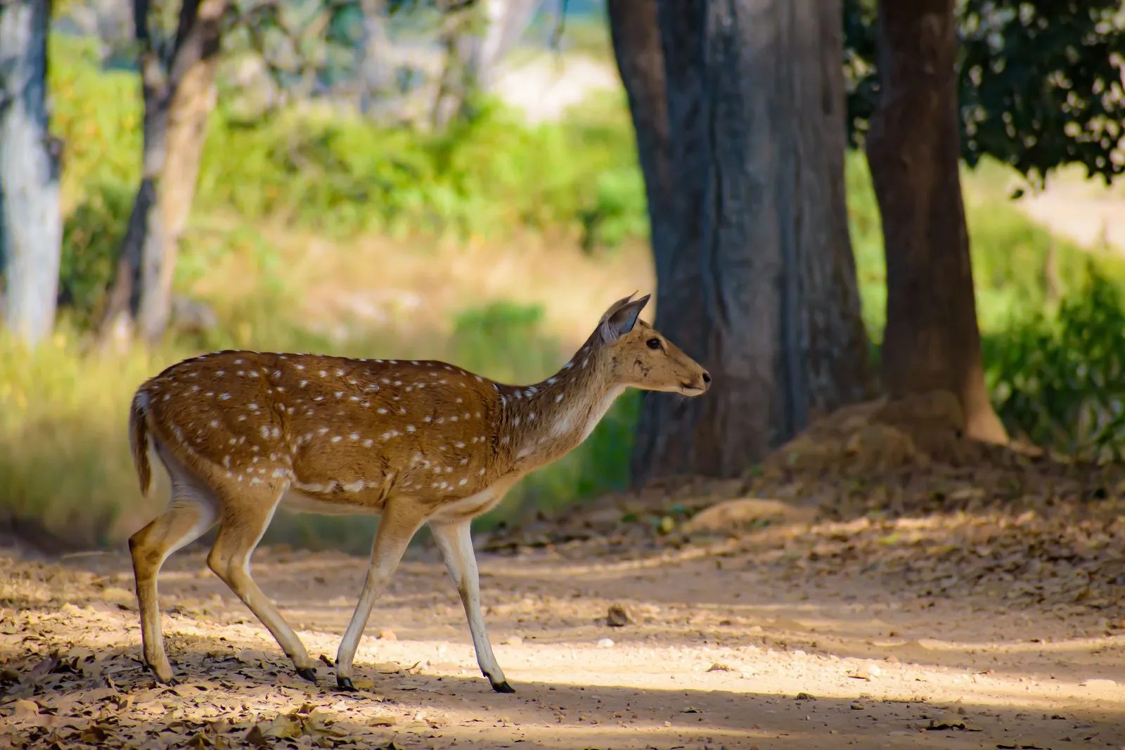 A chital hind crossing a sunlit forest track in Kanha National Park, Madhya Pradesh