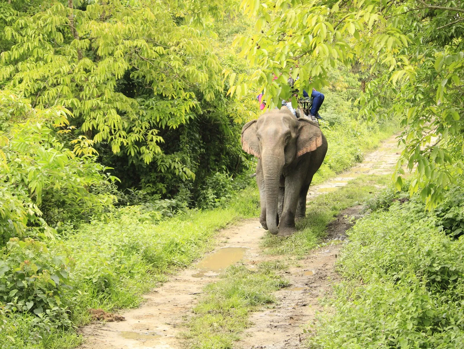 An elephant and its mahout on a green forest track in Kaziranga, Assam