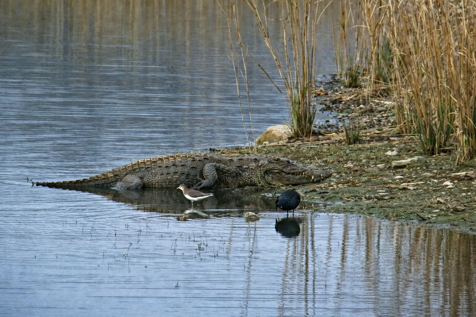 A mugger crocodile basking on the shore of a lake in Ranthambore, Rajasthan