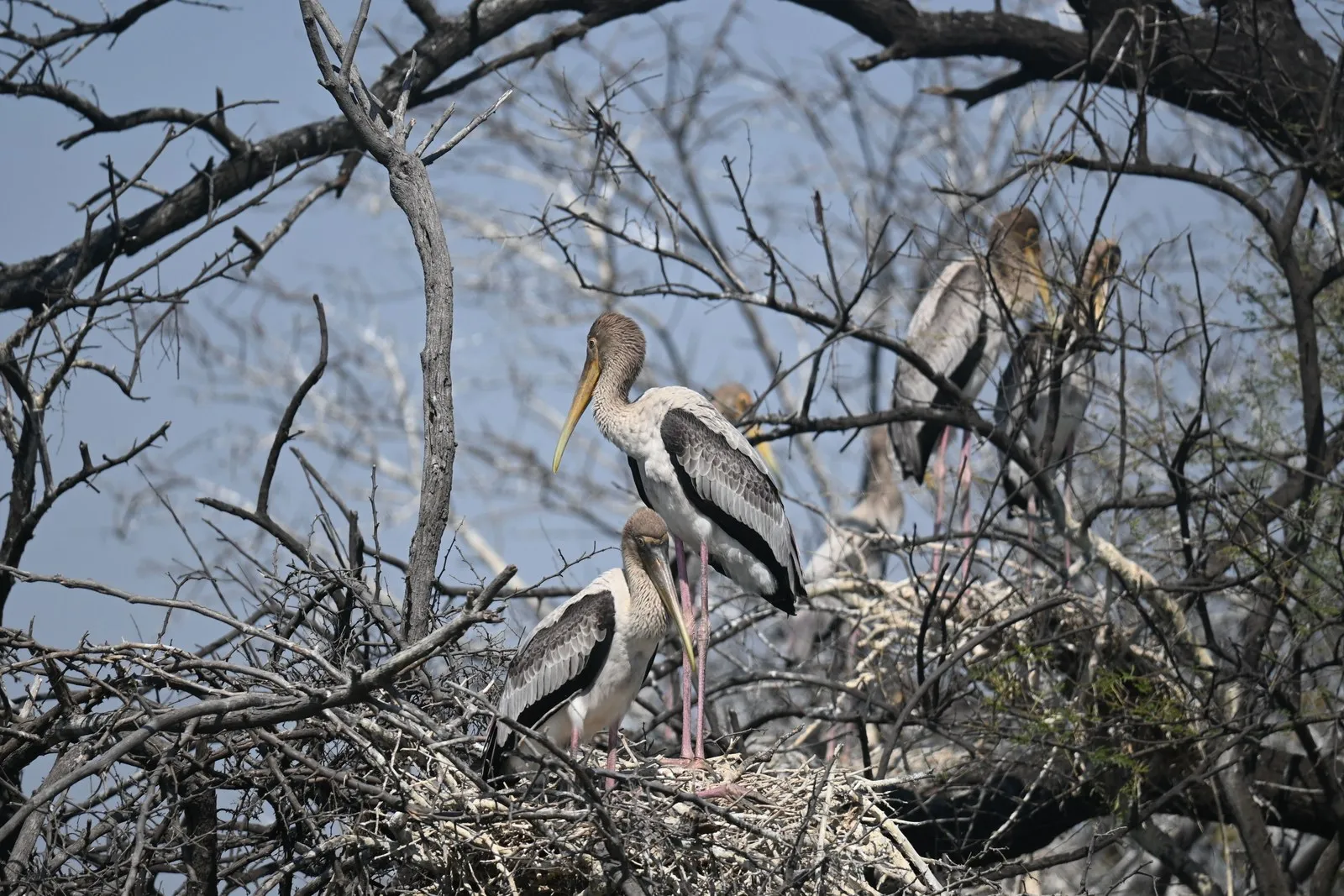 Painted storks at their nests in a tree in Keoladeo National Park, Bharatpur