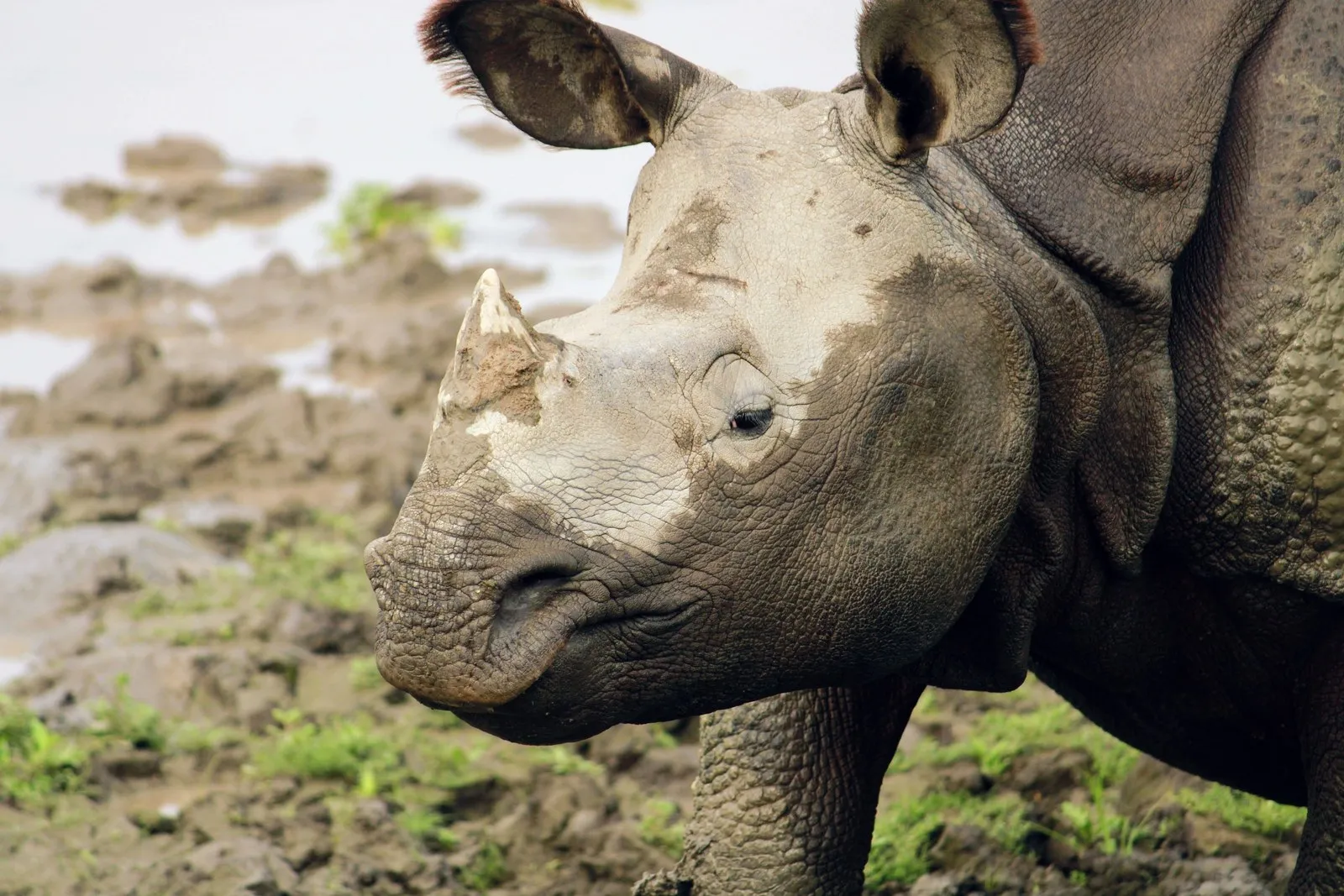 A one-horned rhinoceros close up, the folds of its hide like armour plate, Kaziranga, Assam