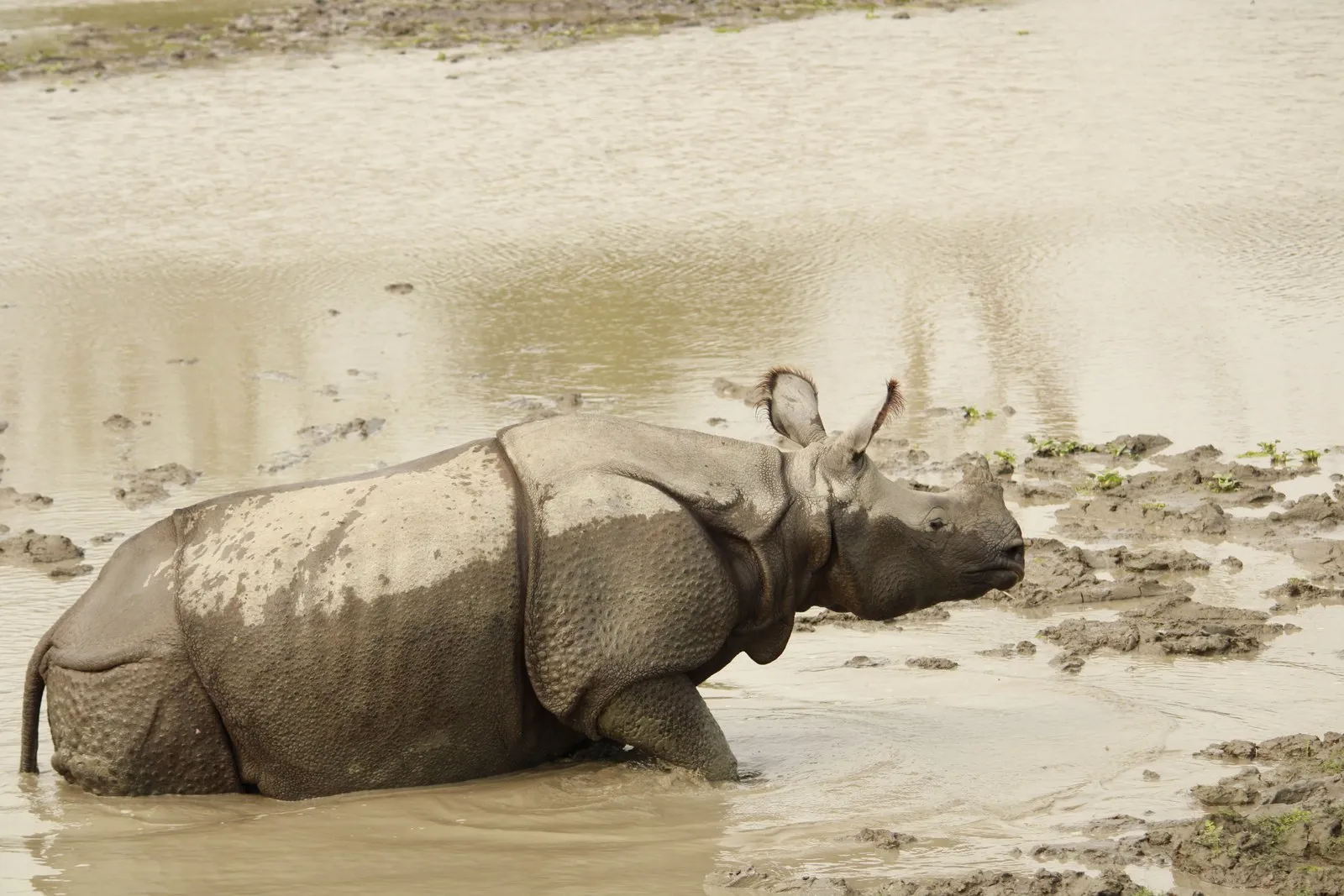 A one-horned rhinoceros cooling off in a muddy waterhole, Kaziranga National Park, Assam