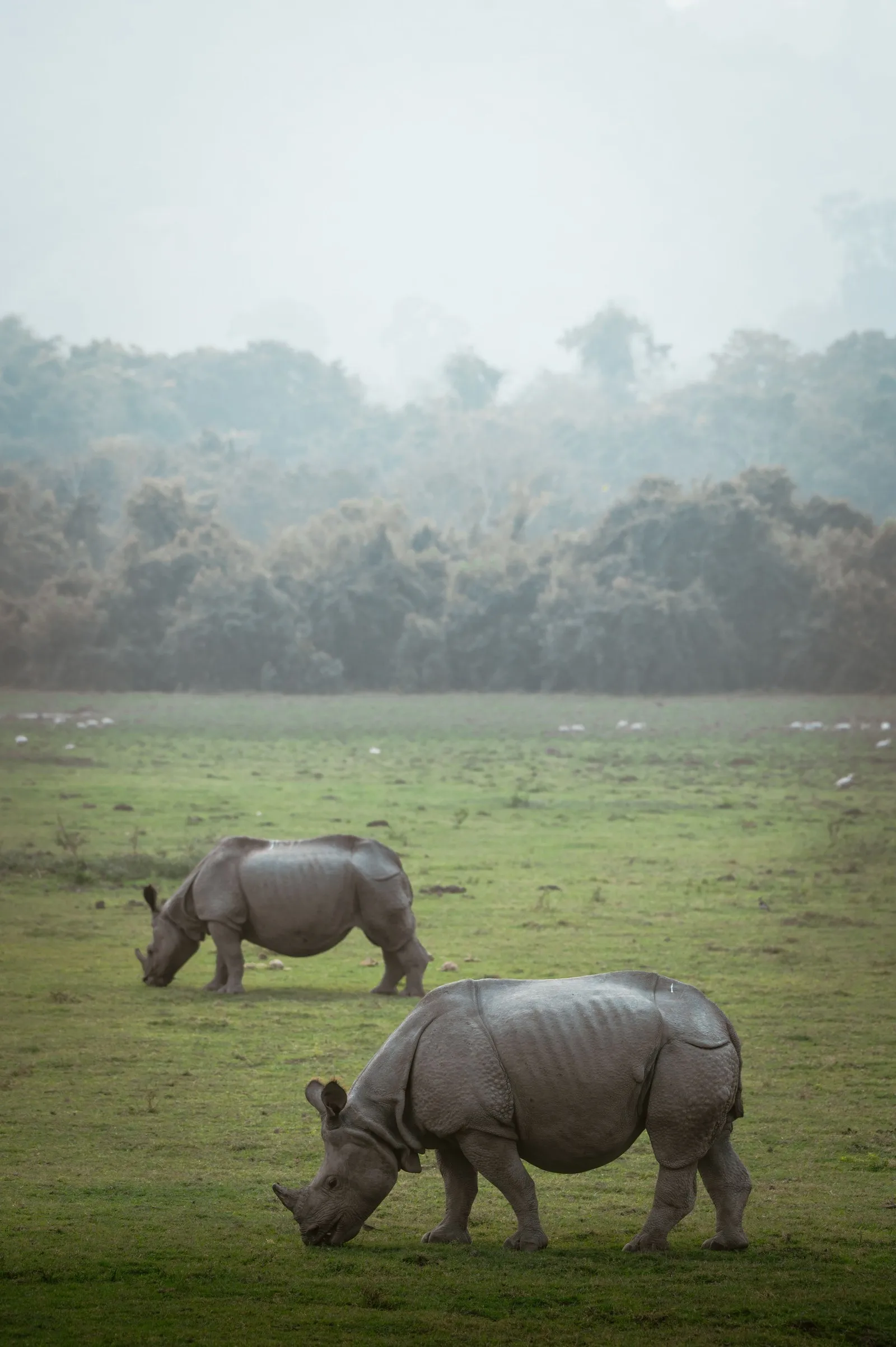 Two one-horned rhinoceroses grazing on a misty morning, Kaziranga National Park, Assam