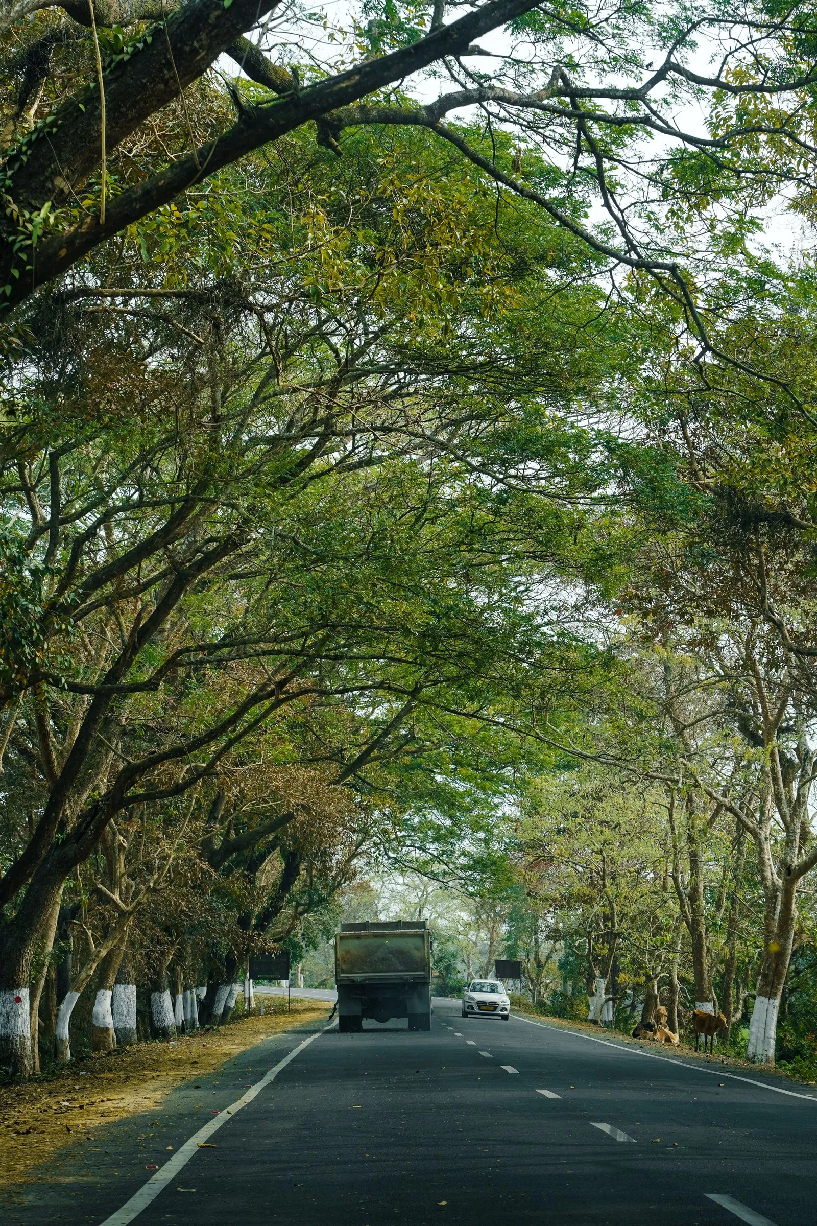 The tree-lined road through Kaziranga, Assam