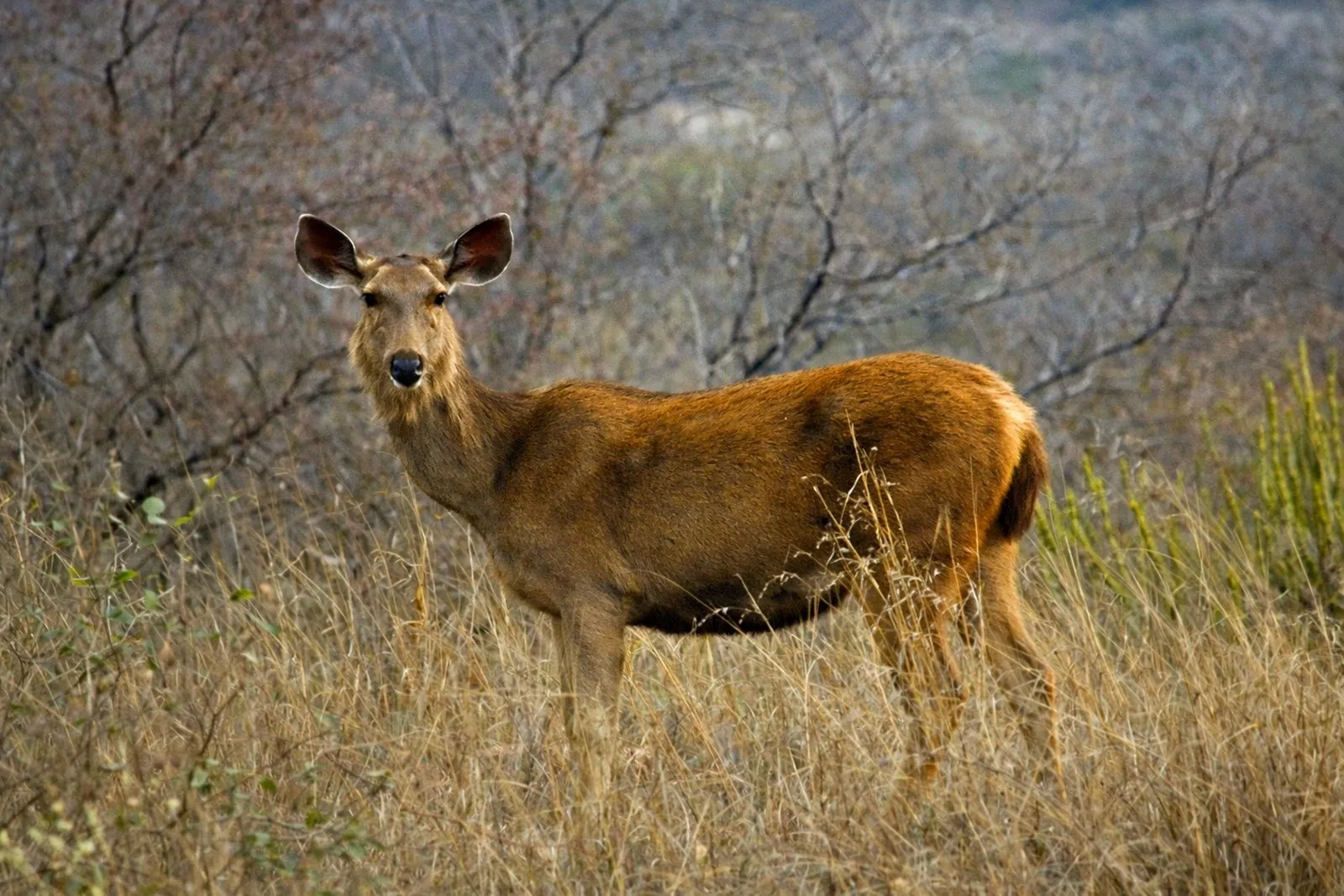 A sambar deer in the dry jungle of Rajasthan