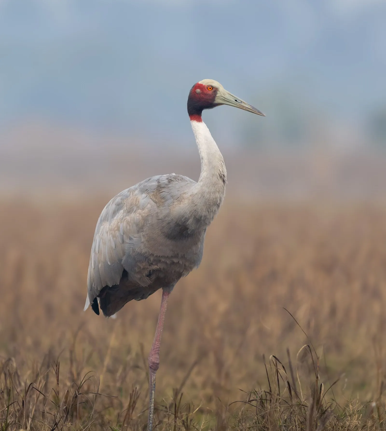 A sarus crane standing in the grass at Bharatpur, Rajasthan