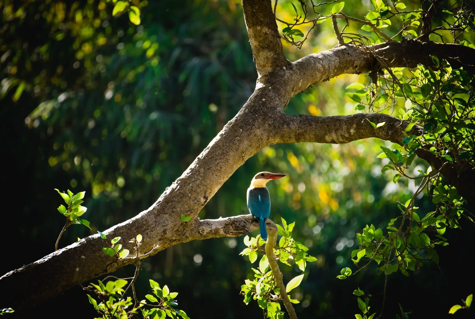 A stork-billed kingfisher on a branch in Kanha National Park, Madhya Pradesh
