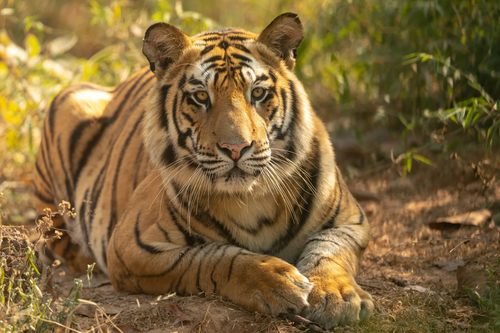 A tiger lying in the leaf litter in Bandhavgarh National Park, Madhya Pradesh