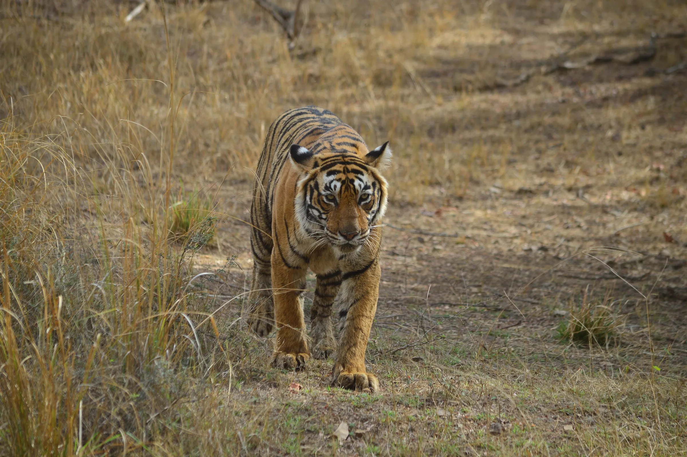 A tiger walking through dry grass in Ranthambore National Park, Rajasthan