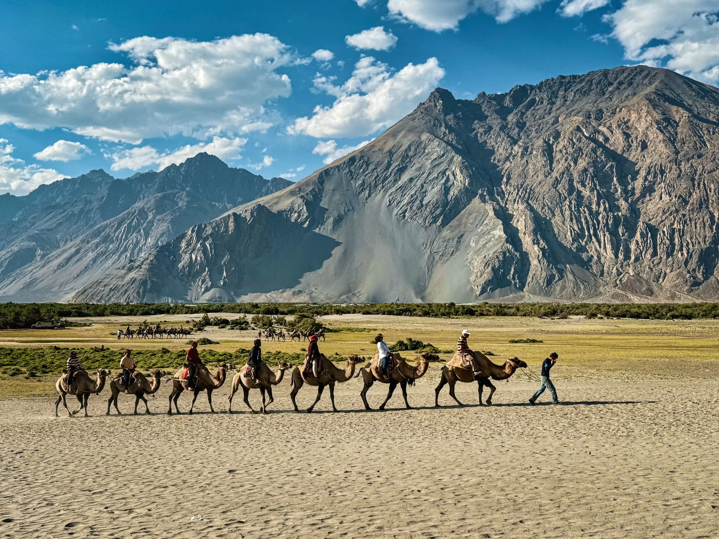 A caravan of Bactrian camels crossing the Nubra Valley