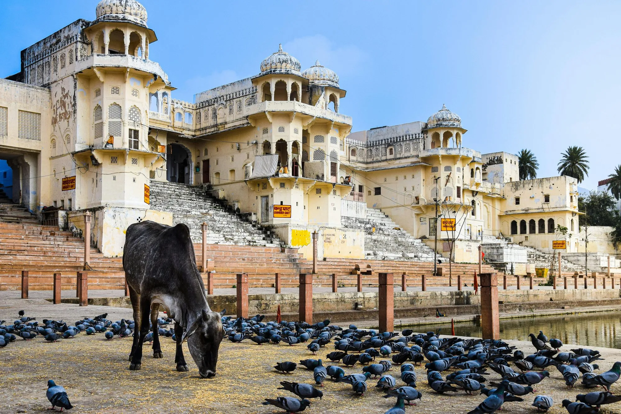 A cow among pigeons on the ghats at Pushkar